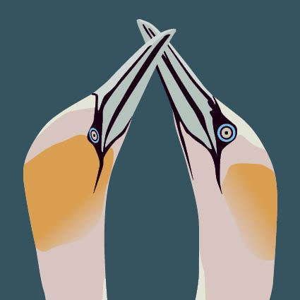 Gannets Greeting Card