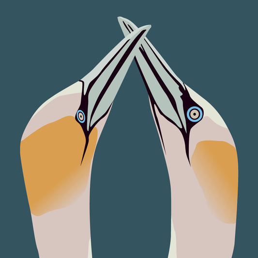 Gannets Greeting Card
