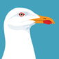 Seagull Greeting Card