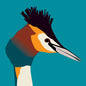Great Crested Grebe Greeting Card