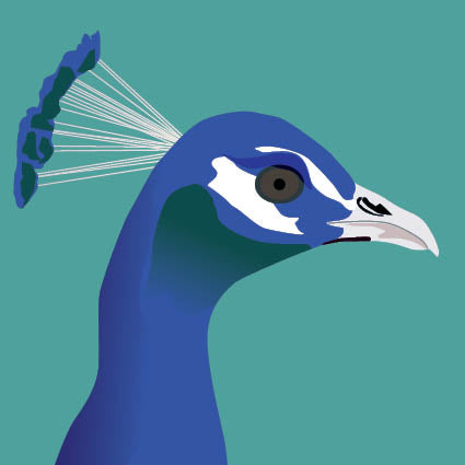 Peacock Greeting Card