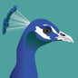 Peacock Greeting Card