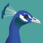 Peacock Greeting Card