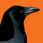 Crow Greeting Card